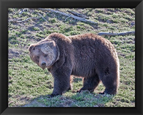 Framed Grizzly Bear Boar II Print