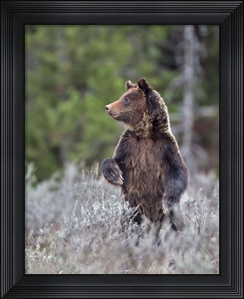 Framed Grizzly Two Year Old Print