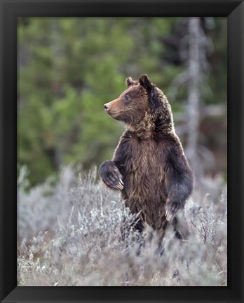 Framed Grizzly Two Year Old Print