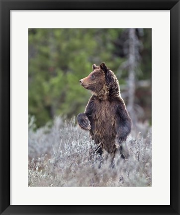 Framed Grizzly Two Year Old Print