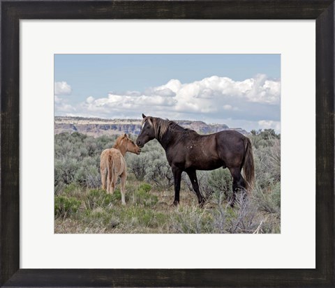Framed Copper Pennys Foal &amp; Juniper Print