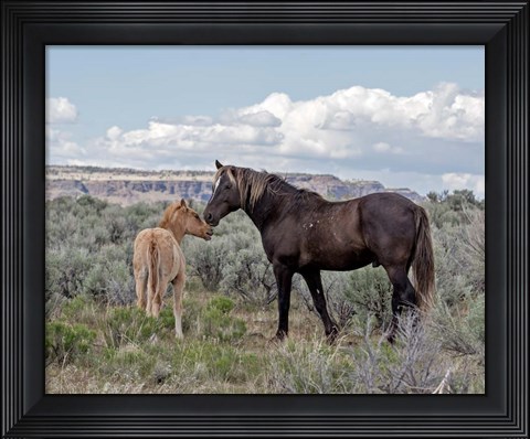 Framed Copper Pennys Foal &amp; Juniper Print