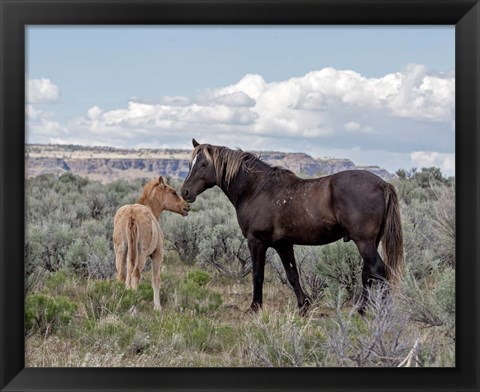 Framed Copper Pennys Foal &amp; Juniper Print