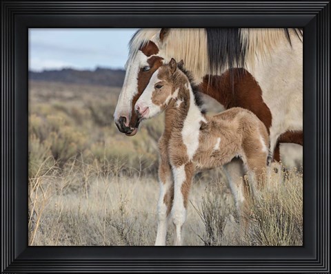 Framed Lady Braveheart &amp; Filly Print
