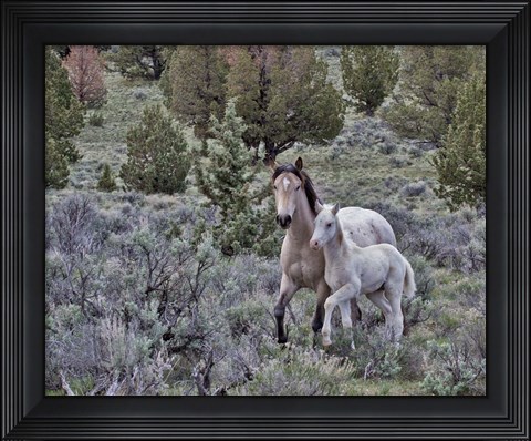 Framed Palomino Mare &amp; Colt Print