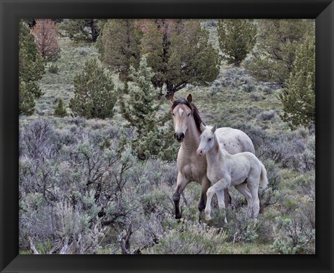 Framed Palomino Mare &amp; Colt Print