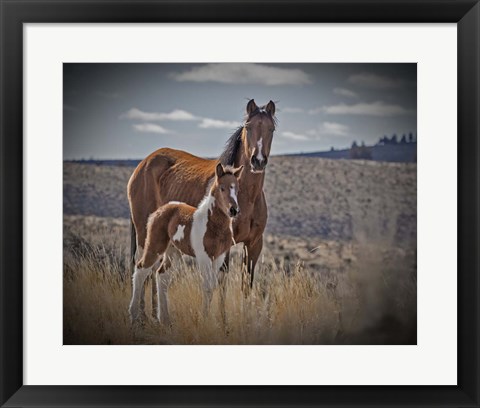 Framed Sequoyah Colt Print