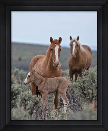 Framed Golden Eagle, Spice &amp; Her Foal Print