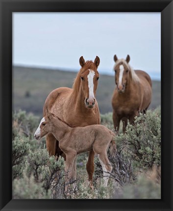 Framed Golden Eagle, Spice &amp; Her Foal Print