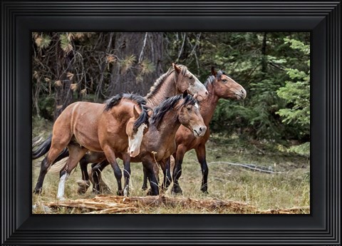 Framed Dreamsickle, Scarbutt &amp; Bachelors Print