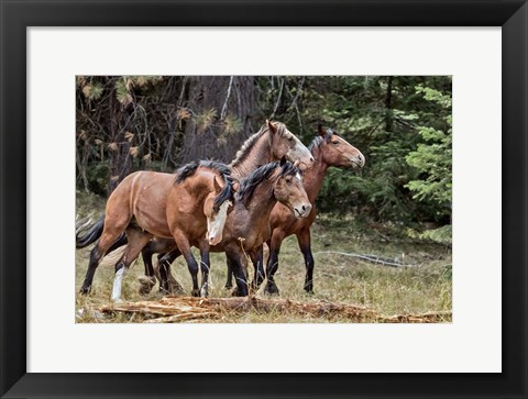 Framed Dreamsickle, Scarbutt &amp; Bachelors Print