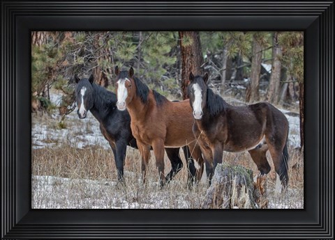 Framed Ochoco Bachelors Print
