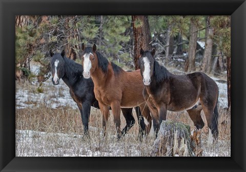 Framed Ochoco Bachelors Print