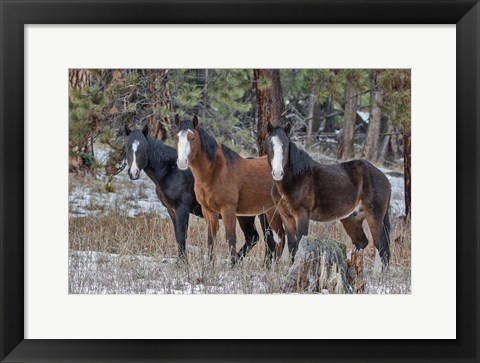 Framed Ochoco Bachelors Print