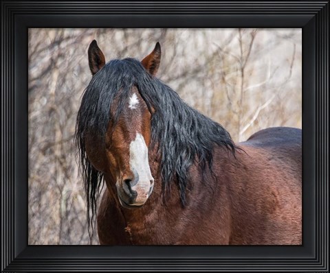 Framed Half Mask - Ochoco Stallion Print