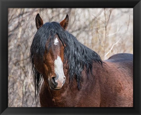 Framed Half Mask - Ochoco Stallion Print