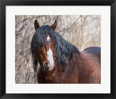 Framed Half Mask - Ochoco Stallion Print