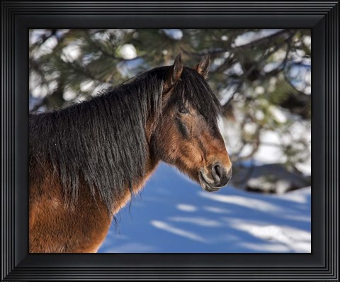 Framed Johnny - Ochoco Stallion Print