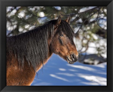 Framed Johnny - Ochoco Stallion Print