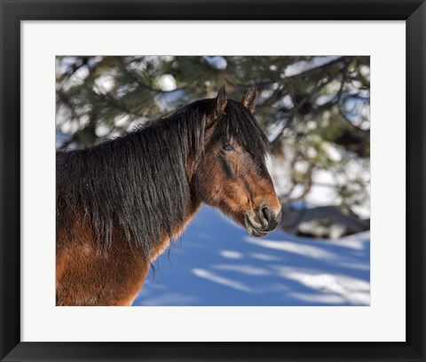 Framed Johnny - Ochoco Stallion Print