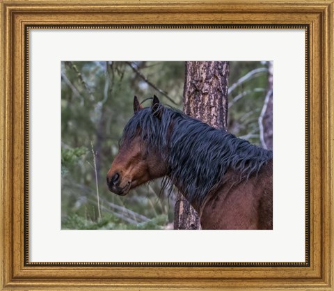 Framed Ochoco Bay Stallion Print