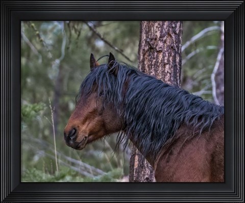 Framed Ochoco Bay Stallion Print