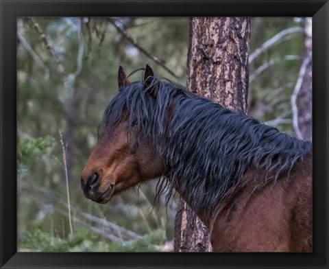 Framed Ochoco Bay Stallion Print