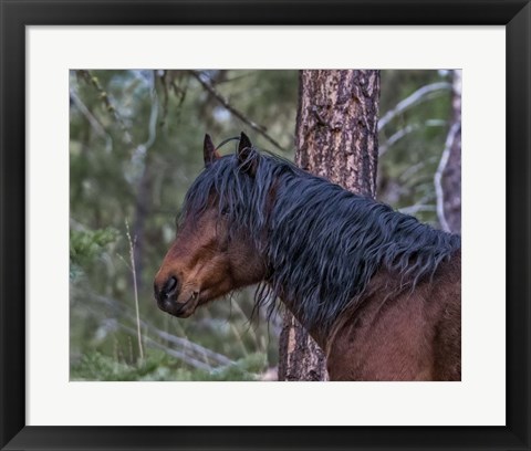 Framed Ochoco Bay Stallion Print