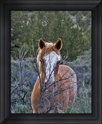 Framed Filly - Palomino Buttes Print