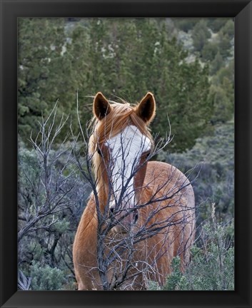 Framed Filly - Palomino Buttes Print