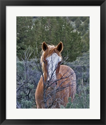 Framed Filly - Palomino Buttes Print