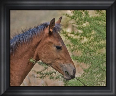 Framed Ochoco Foal &amp; Larch Print
