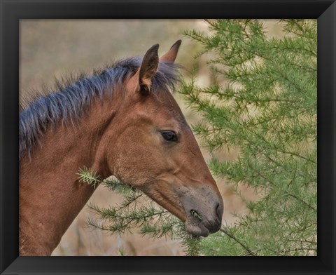 Framed Ochoco Foal &amp; Larch Print