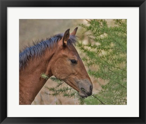 Framed Ochoco Foal &amp; Larch Print