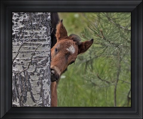 Framed Ochoco Foal - Ochoco Print