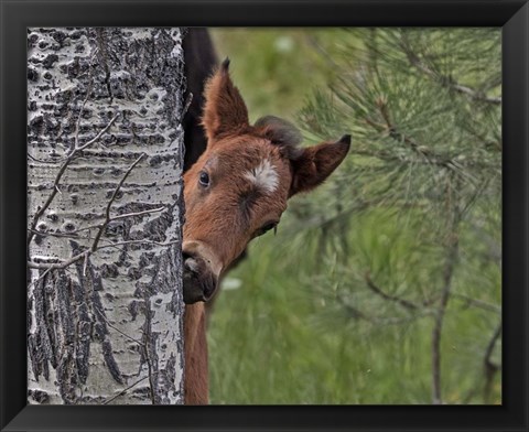 Framed Ochoco Foal - Ochoco Print