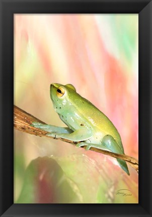 Framed Basking in Light Print