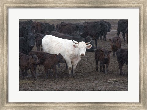 Framed White Steer Print