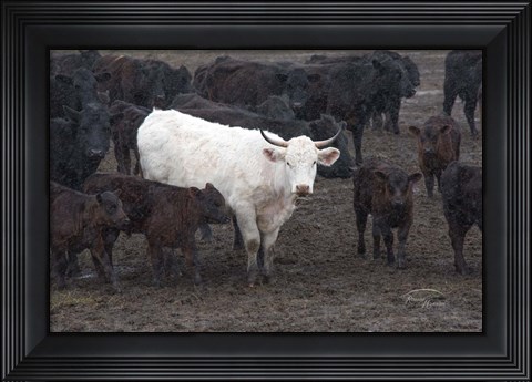 Framed White Steer Print
