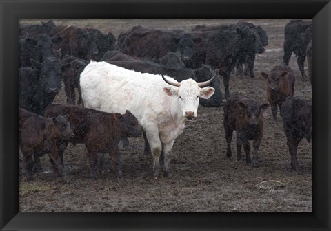 Framed White Steer Print