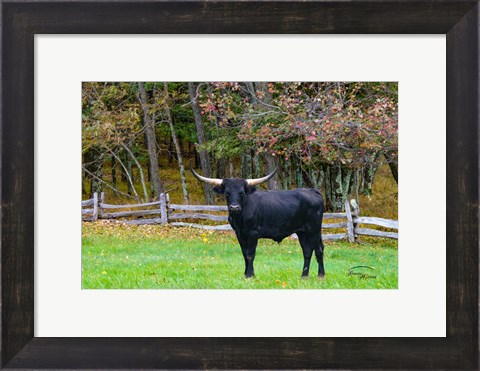 Framed Black Steer Print