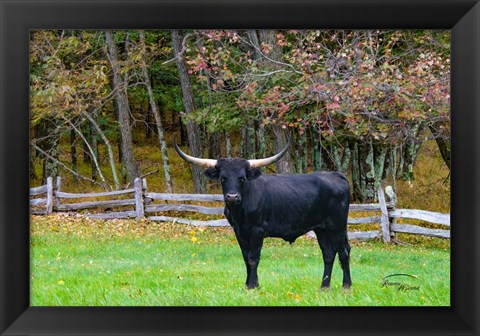 Framed Black Steer Print