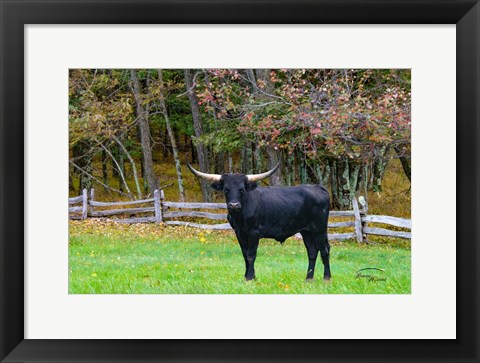 Framed Black Steer Print