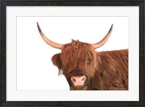 Framed Highland Calf I Print