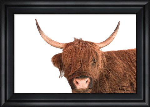Framed Highland Calf I Print