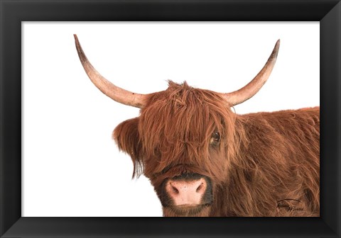 Framed Highland Calf I Print