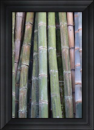 Framed Bamboo Fence Print