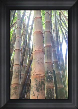 Framed Bamboo Grove Sunburst Print