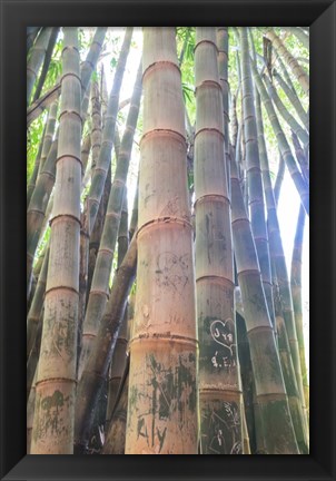 Framed Bamboo Grove Sunburst Print