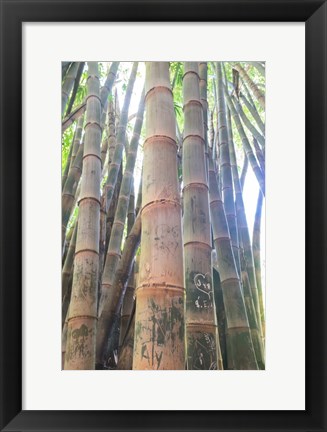 Framed Bamboo Grove Sunburst Print